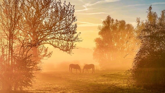 Zwei Pferde stehen auf einer Weide in der Drakenburger Marsch bei Nienburg. © NDR Foto: Tanja Scheer
