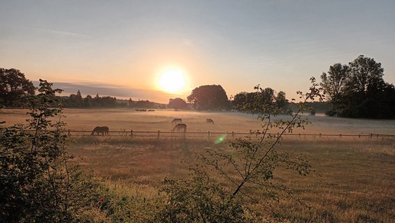 Pferde stehen auf einer Weide in der Morgensonne. © NDR Foto: Norbert Horn