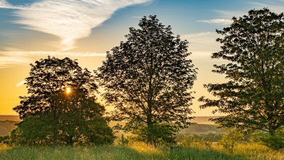 Die Sonne geht über Bäumen auf einer Wiese auf. © NDR Foto: Lange Dreisch-Osterberg
