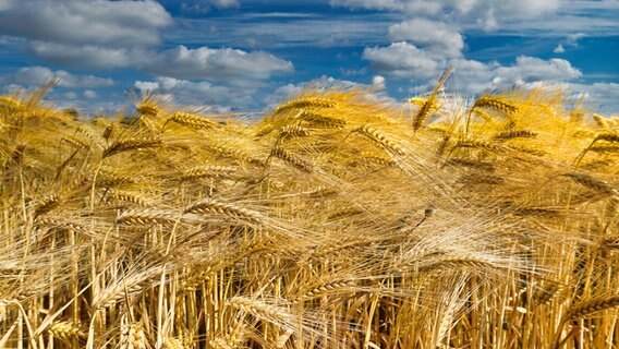 Ein Kornfeld in Grohnde. © NDR Foto: Rolf Sander