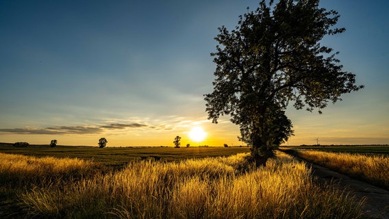 Sonne scheint über einem Feld. © NDR Foto: Detlef Albrecht