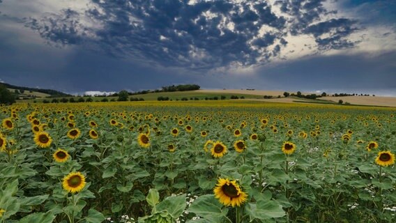 Über einem Sonnenblumenfeld ziehen Regenwolken auf. © NDR Foto: Rolf Sander