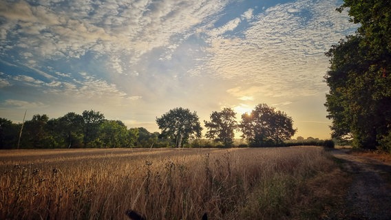 Die Sonne geht auf über einem Feld bei Wienhausen. © NDR Foto: Carina Butkereit