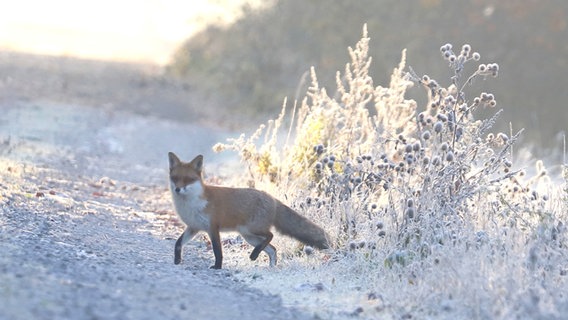 Ein Fuchs läuft über ein Feld. © NDR Foto: Gunther Stein