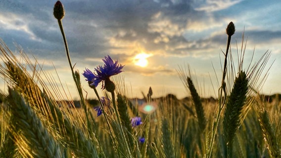 Kornblumen stehen auf einer Wiese. © NDR Foto: Petra Grossmann