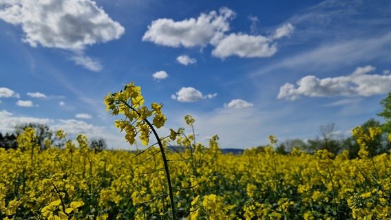 Ein Rapsfeld strahlt gelb bei heiterem Wetter. © NDR Foto: Iris Litzke