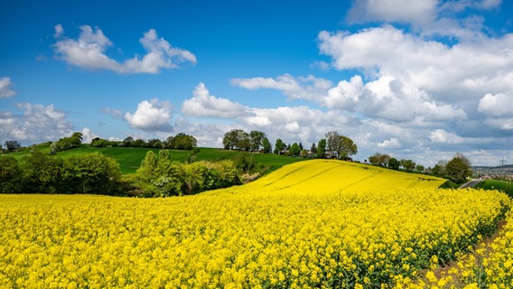 Auf dem Sonnenberg bei Egenstedt steht Raps in voller Blüte. © NDR Foto: Detlef Albrecht