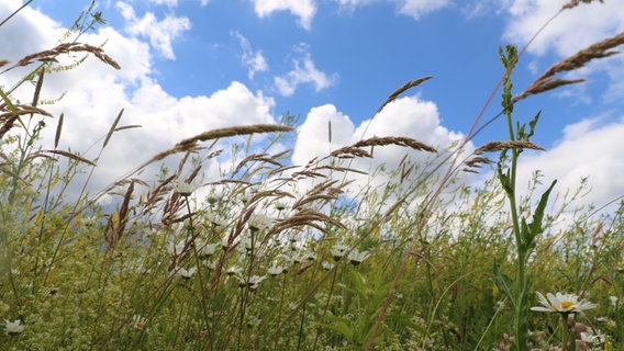 Blumen wehen im Wind auf einer Wiese. © NDR Foto: Karl Schünemann