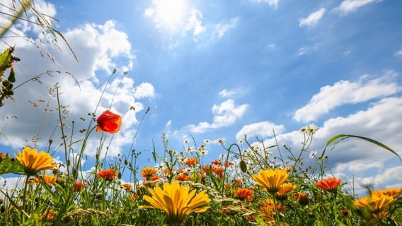 Feldblumen in der Feldmark von Schellerten (Landkreis Hildesheim). © NDR Foto: Michael Menzel