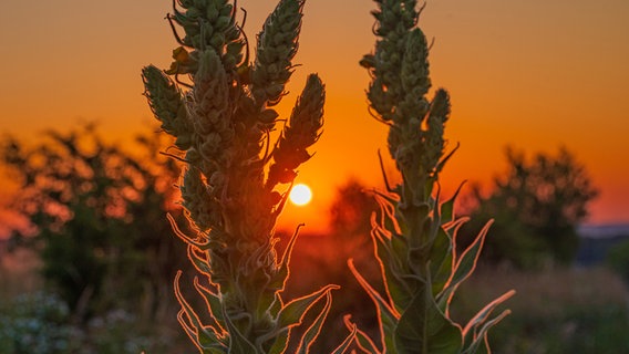 Die Sonne geht im Naturschutzgebiet "Lange Dreisch und Osterberg" unter, im Vordergrund zwei Königskerzen. © NDR Foto: Wolfgang Erdtmann