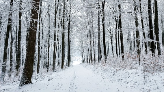 Ein Weg in einem schneebedeckten Wald im Weserbergland. © NDR Foto: Jasmin Anderten