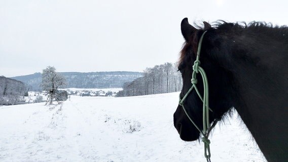 Ein Pferd im verschneiten Weserbergland © NDR Foto: Jasmin Anderten