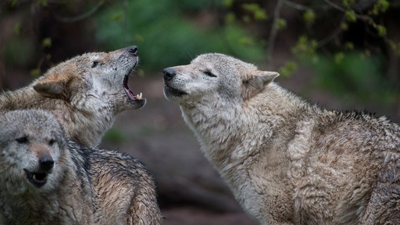 Mehrere Wölfe stehen auf einer Lichtung. © dpa-picture alliance Foto: Sebastian Gollnow