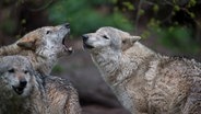 Mehrere Wölfe stehen auf einer Lichtung. © dpa-picture alliance Foto: Sebastian Gollnow