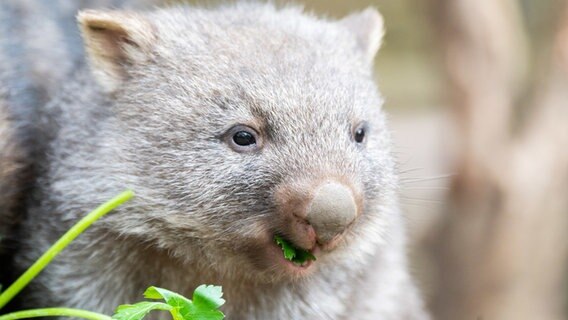 Ein Wombat-Junges isst Gras. © dpa-Bildfunk Foto: Julian Stratenschulte