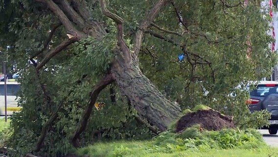 Ein entwurzelter Baum an der Vahrenwalder Straße in Hannover. © NDR 
