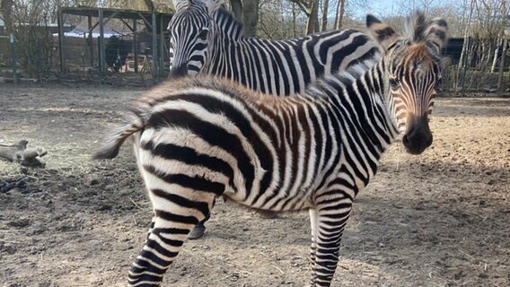 Ein junges Steppenzebra der Rasse Böhm steht im Tierpark Bad Pyrmont. Ein junges Steppenzebra der Rasse Böhm steht im Tierpark Bad Pyrmont. © Tierpark Bad Pyrmont