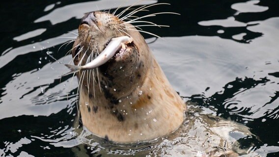 Ein Seelöwe fängt einen Fisch im Zoo Hannover. © Picture-Alliance / dpa Foto: Julian Stratenschulte
