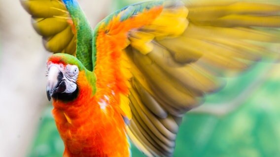 Ein Ara fliegt im Zoo Hannover. © dpa-Bildfunk Foto: Julian Stratenschulte