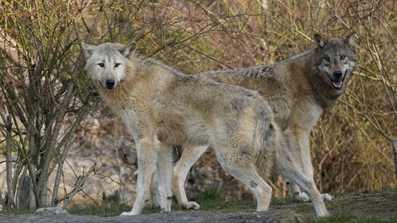 Wölfe stehen im Zoo Hannover. © Erlebniszoo Hannover 