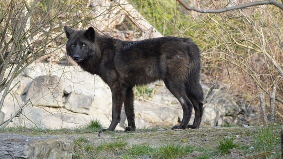 Ein Wolf stehen im Zoo Hannover. © Erlebniszoo Hannover 