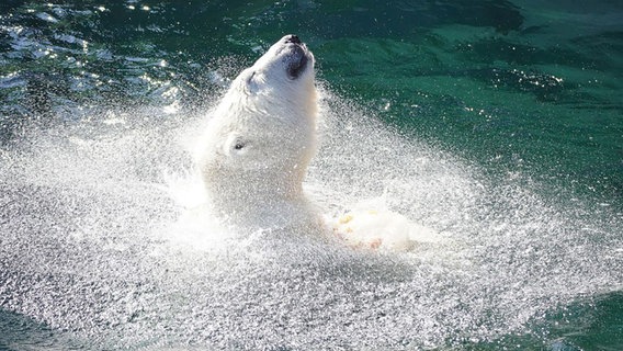 Ein Eisbär schwimmt im Wasser. © Zoo Hannover 