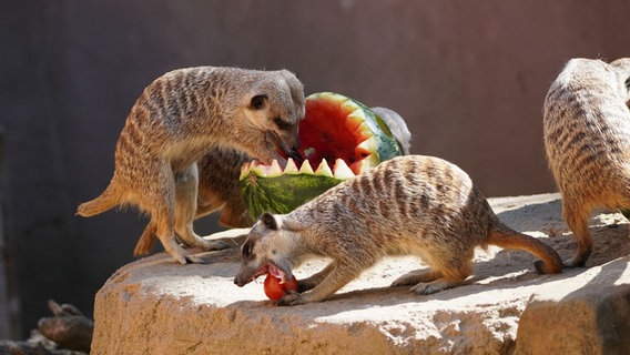 Erdmännchen essen eine Wassermelone. © Zoo Hannover 