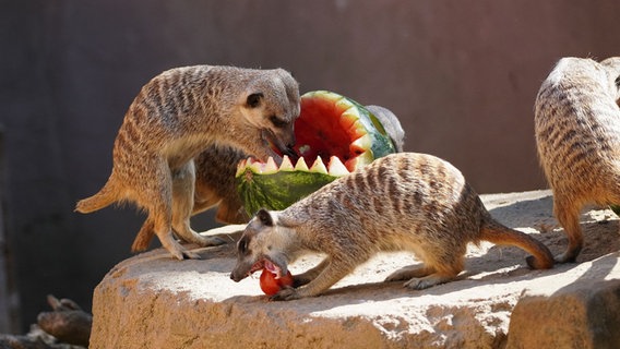 Erdmännchen essen eine Wassermelone. Erdmännchen essen eine Wassermelone. © Zoo Hannover