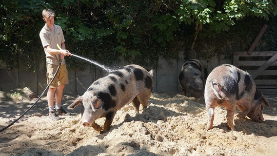 Ein Bentheimer Schwein wird mit einem Gartenschlauch nass gespritzt. © Zoo Hannover 
