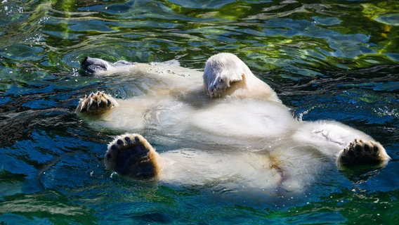 Ein Eisbär schwimmt im Wasser. © dpa-Bildfunk Foto: Julian Stratenschulte
