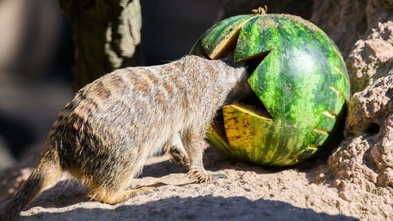 Ein Erdmännchen steckt seinen Kopf in eine Wassermelone. © dpa-Bildfunk Foto: Julian Stratenschulte