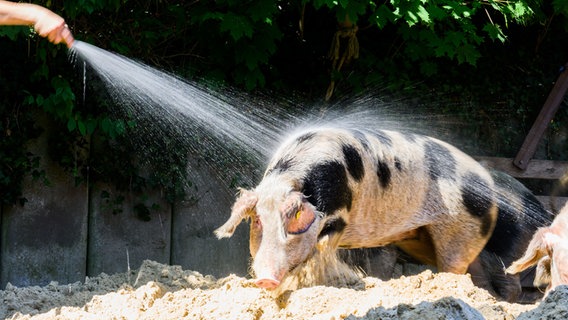 Ein Bentheimer Schwein wird mit einem Gartenschlauch nass gespritzt. © dpa-Bildfunk Foto: Julian Stratenschulte