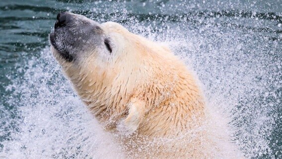 Ein Eisbär schüttelt sich das Wasser aus dem Fell. © Julian Stratenschulte/dpa Foto: Julian Stratenschulte/dpa