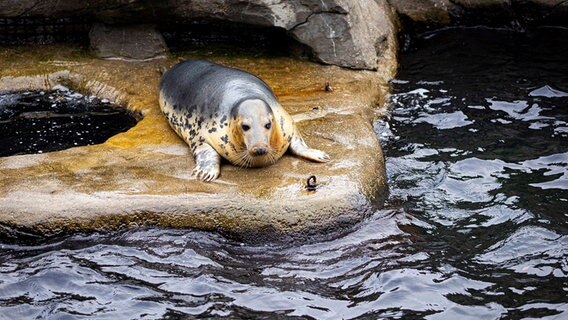 Ein Seelöwe liegt auf einem Stein im Wasserbecken. ©  Moritz Frankenberg/dpa Foto:  Moritz Frankenberg/dpa