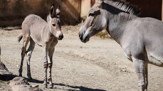 Ein Somali-Wildeselfohlen mit seiner Mutter im Zoo Hannover © Erlebnis-Zoo Hannover 