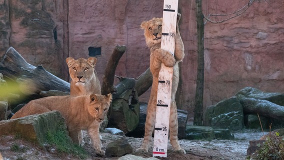 Drei junge Berberlöwen werden bei einer Inventur im Zoo Hannover gemessen. © dpa Foto: Sarah Knorr