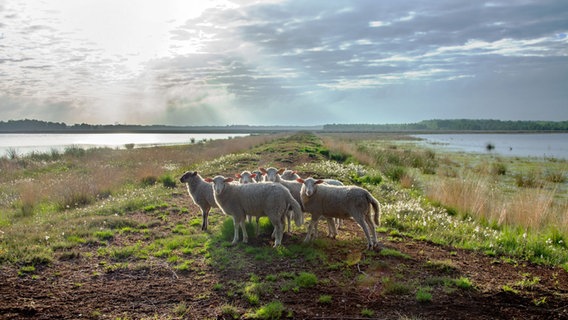 Schafe befinden sich zum Sonnenaufgang am Wesuweer Moor. © NDR Foto: Anna Heidtmann