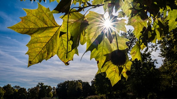 Die Sonne glitzert zwischen den Blättern eines Kastanienbaums am Maschteich. © dpa-Bildfunk Foto: Peter Steffen