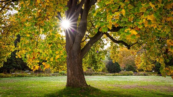 Ein Baum mit herbstlich verfärbten Blättern steht am Morgen im Licht der Sonne im Stadtpark in Hannover. © dpa Foto: Moritz Frankenberg