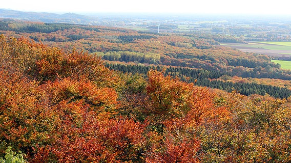 Herbstliches Panorama im Teutoburger Wald. © NDR Foto: Claus Halstrup