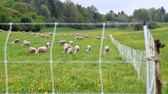 Schafe stehen auf einer Weide, die von einem elektischen Herdenschutzzaun eingezäunt ist. © picture alliance/dpa Foto: Bernd Weißbrod