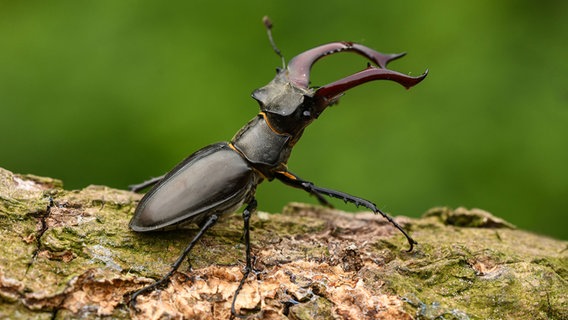 Ein Hirschkäfer sitzt auf einem Baumstamm. © picture alliance/Zoonar/Gerhard Butke Foto: Gerhard Butke