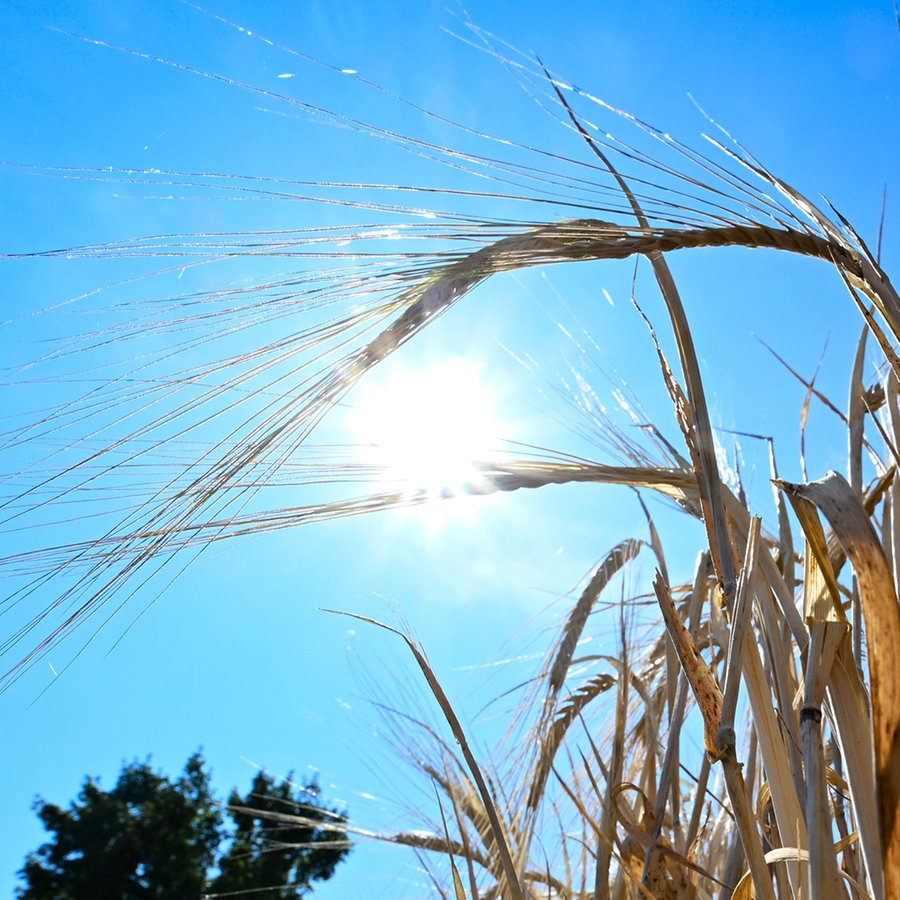 Die Sonne scheint über einem Getreidefeld. © Bernd Weißbrod/dpa Foto: Bernd Weißbrod/dpa