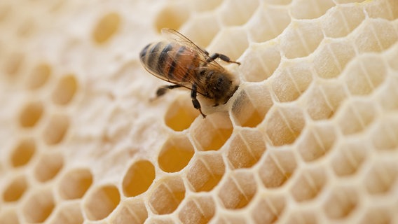 Eine Biene sitzt auf einer Honigwabe. © dpa Foto: Friso Gentsch