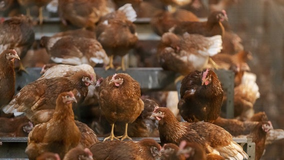 Hühner stehen dicht aneinander gedrängt in einem Stall. © picture alliance Foto: Roland Weihrauch