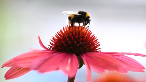 Eine Hummel sitzt auf einer Blume. Eine Hummel sitzt auf einer Blume. © picture alliance / BARBARA GINDL / APA / picturedesk.com | BARBARA GINDL