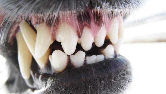 Ein Hund zeigt seine Zähne. © dpa - picture alliance 