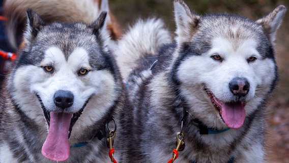 Zwei Huskys stehen nebeneinander. © dpa Foto: Jens Büttner