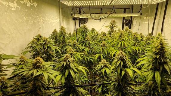 Marihuana-Geruch vor Doppelhaus führt Polizei zu Drogenplantagen