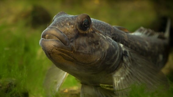 Eine Schwarzmundgrundel schwimmt im Wasser. © Matthias Emmrich / AVN 